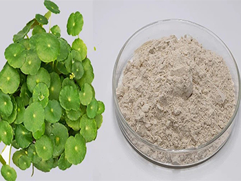What are the Key Sourcing Considerations for Centella Asiatica Extract Powder?